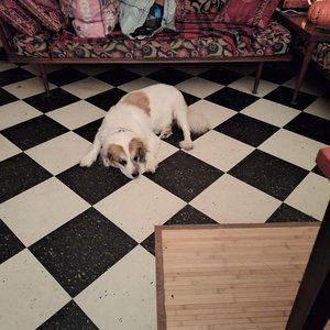 Meet your Posher, Donald